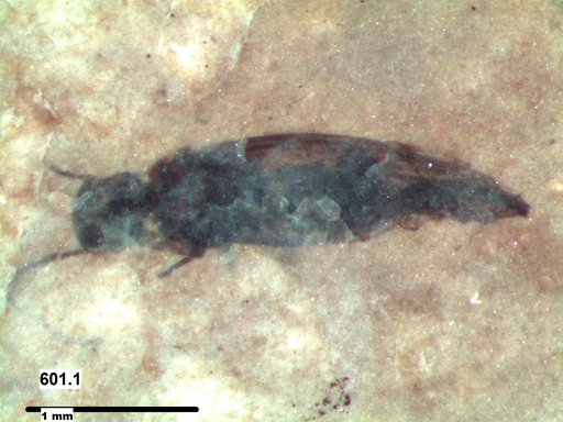 Insecta