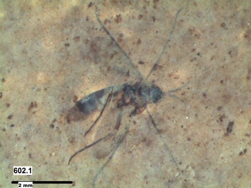 Mycetophilidae