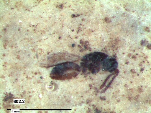Platygastridae