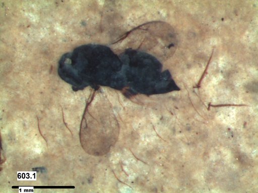 Genus sp