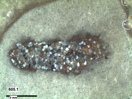Genus sp