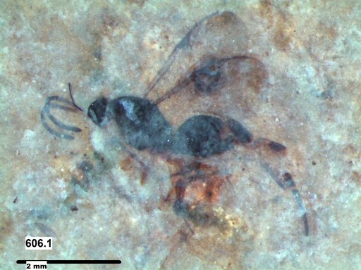 Proctotrupidae