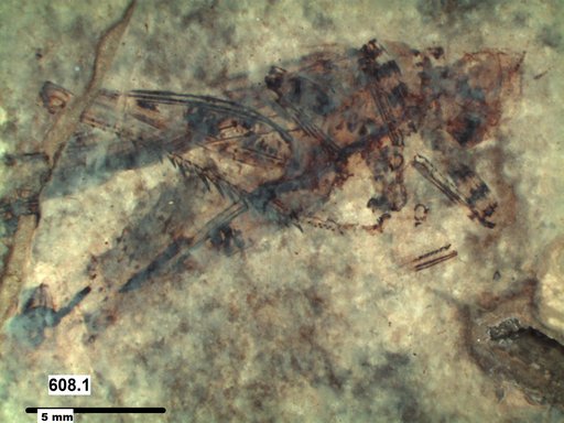 Genus sp