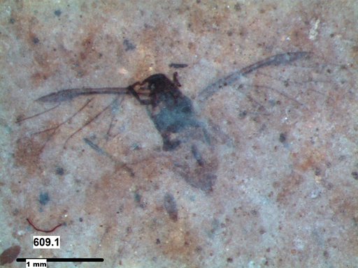 Aphididae