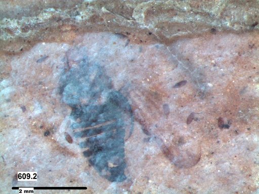 Genus sp