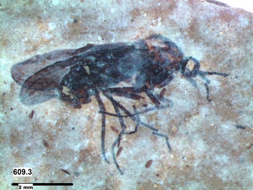 Diptera