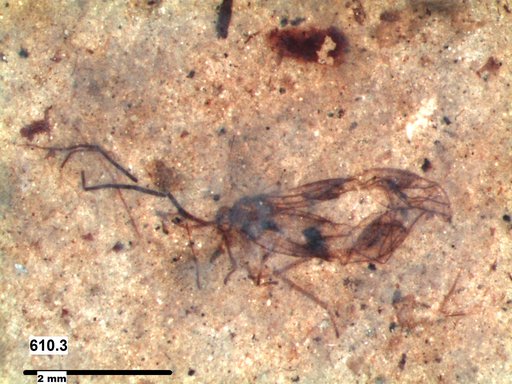 Aphididae