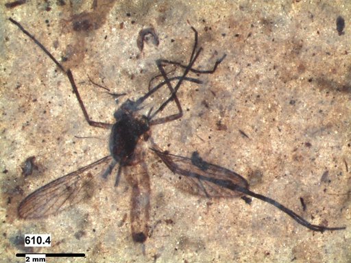 Genus sp