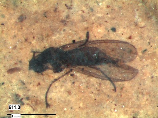 Diptera