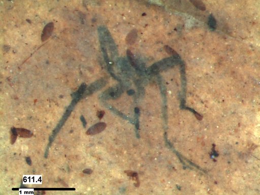 Genus sp