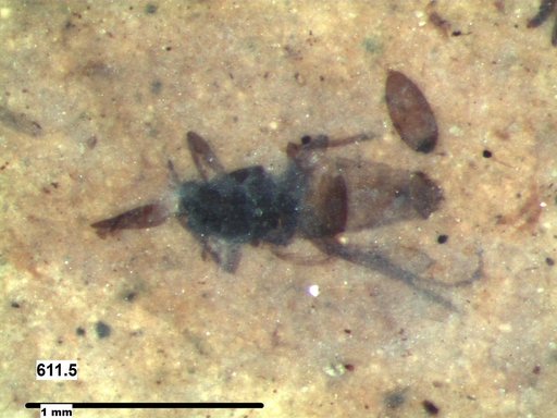 Diptera