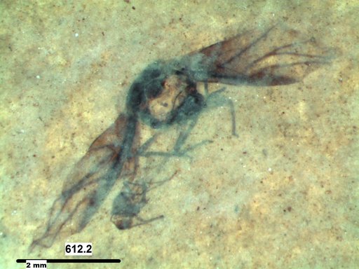 Aphididae