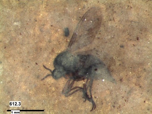 Diptera