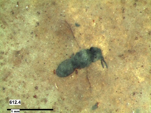 Genus sp