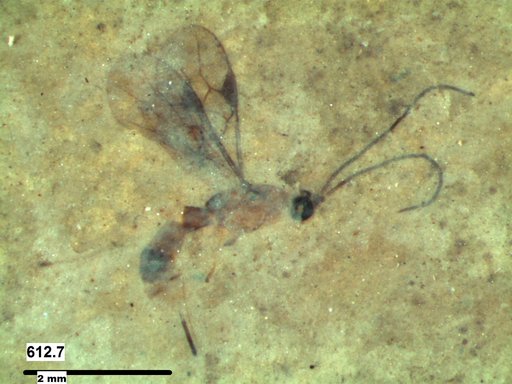 Braconidae