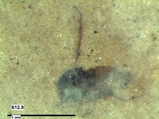 Diptera