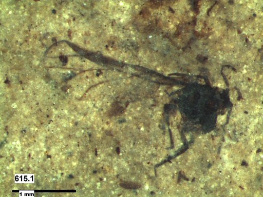 Aphididae