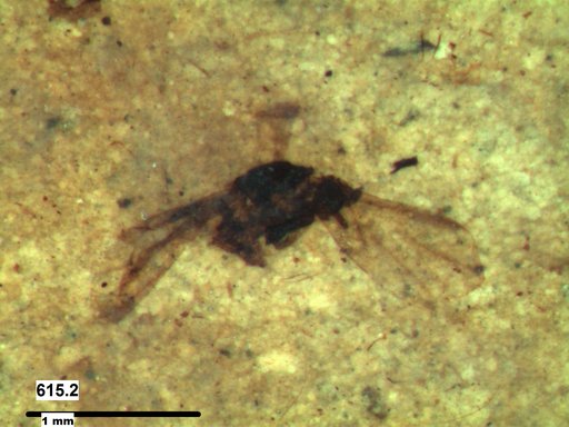 Insecta