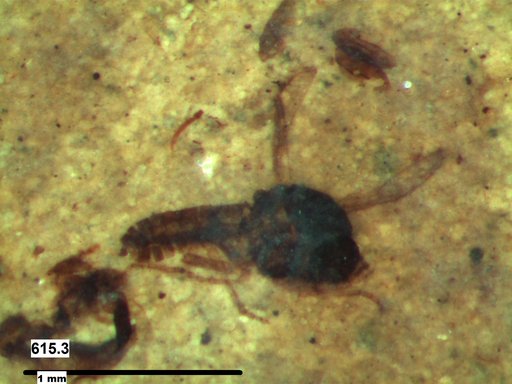 Diptera