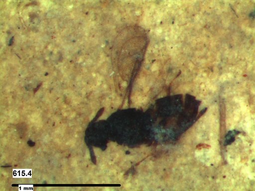 Genus sp