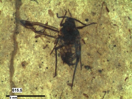 Aphididae