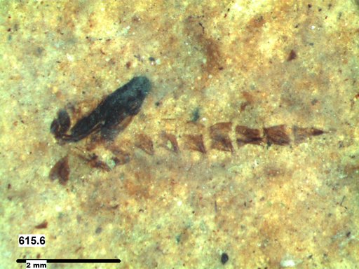 Diptera