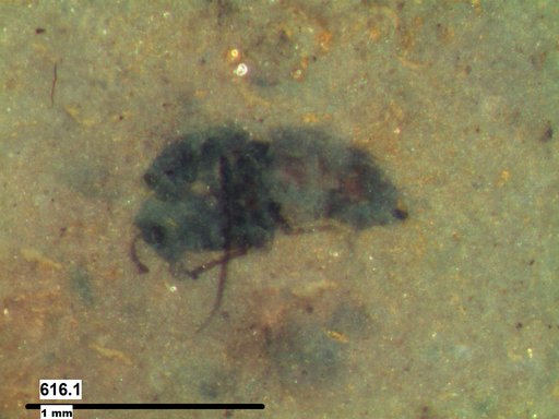 Diptera