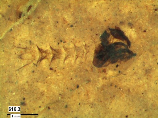 Chaoboridae