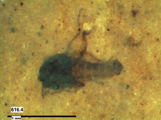 Diptera