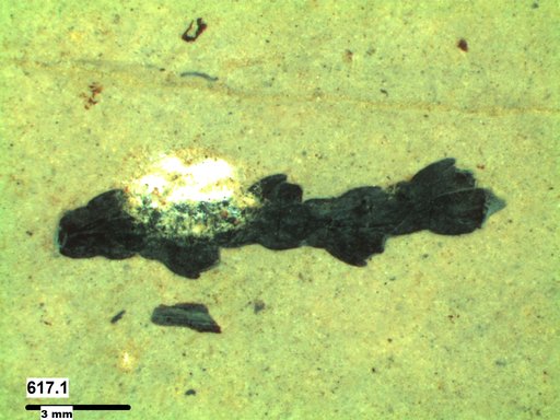 Tracheophyta