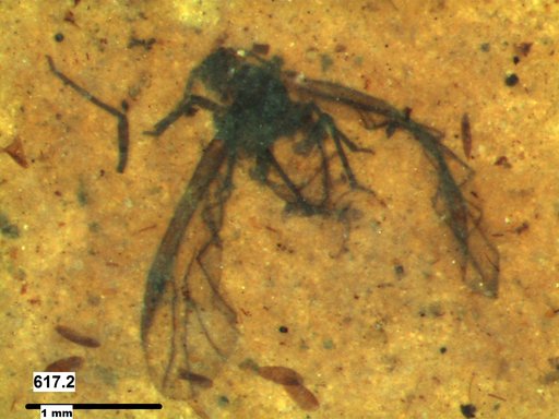 Aphididae