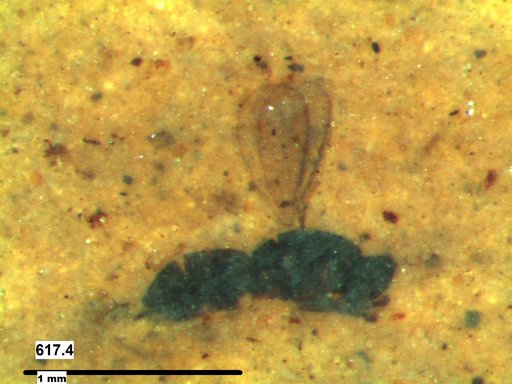 Platygastridae