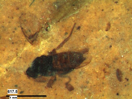 Diptera