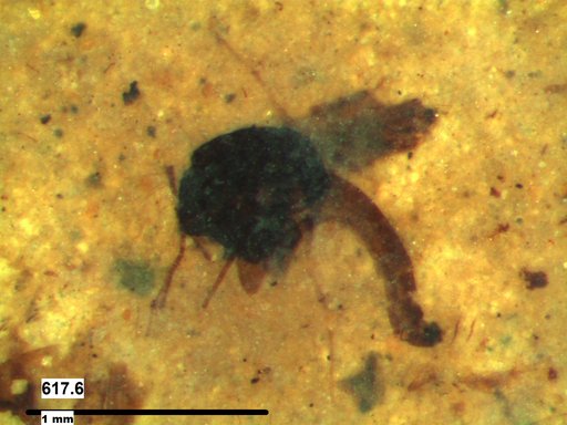 Diptera