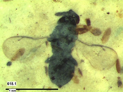 Genus sp