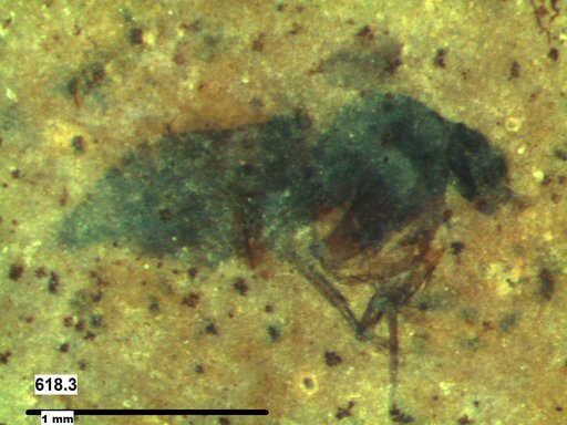 Phoridae