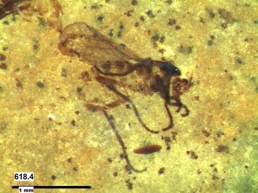 Diptera