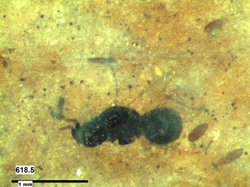 Genus sp