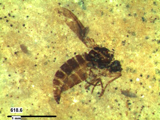 Diptera