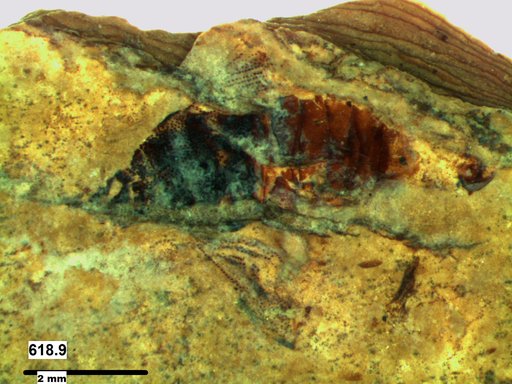Genus sp