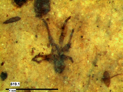 Genus sp