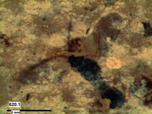 Diapriidae