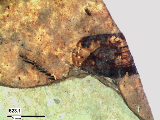Genus sp