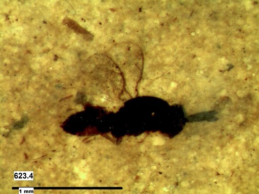 Genus sp