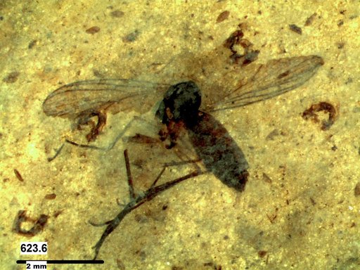 Diptera