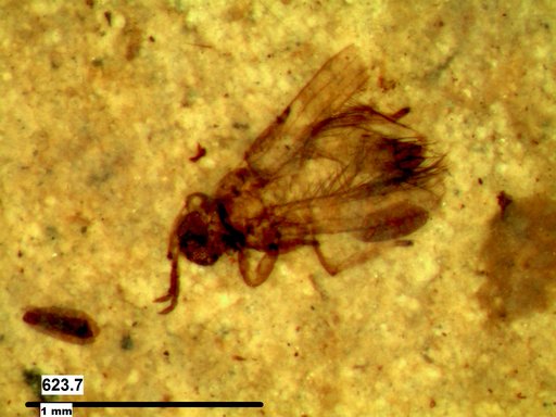 Genus sp