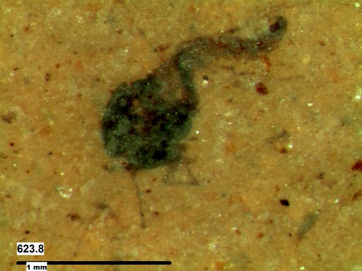 Simuliidae