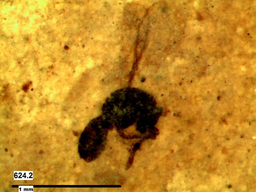 Platygastridae