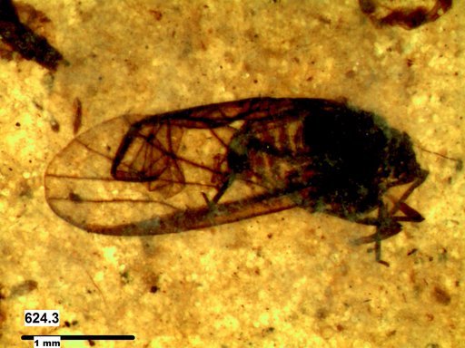 Aphididae