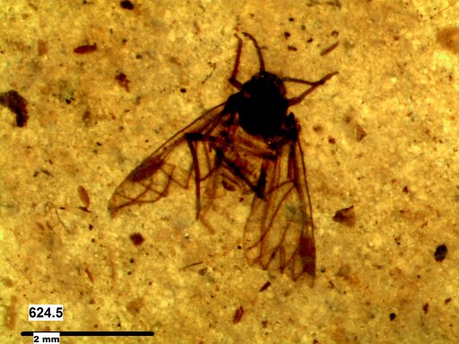 Aphididae